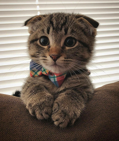 scottish fold cat