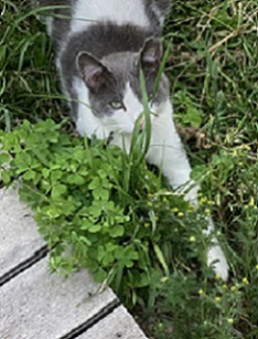 cat in nature