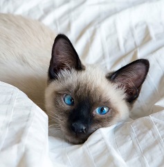 siamese cat